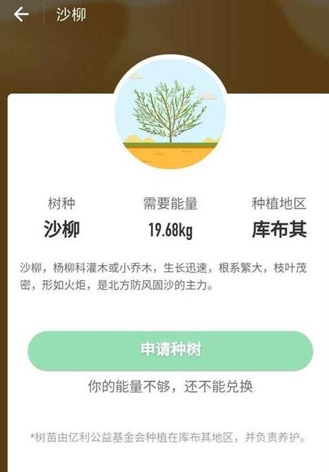 沙柳树的养殖方法（蚂蚁森林种的沙柳树长什么样子）