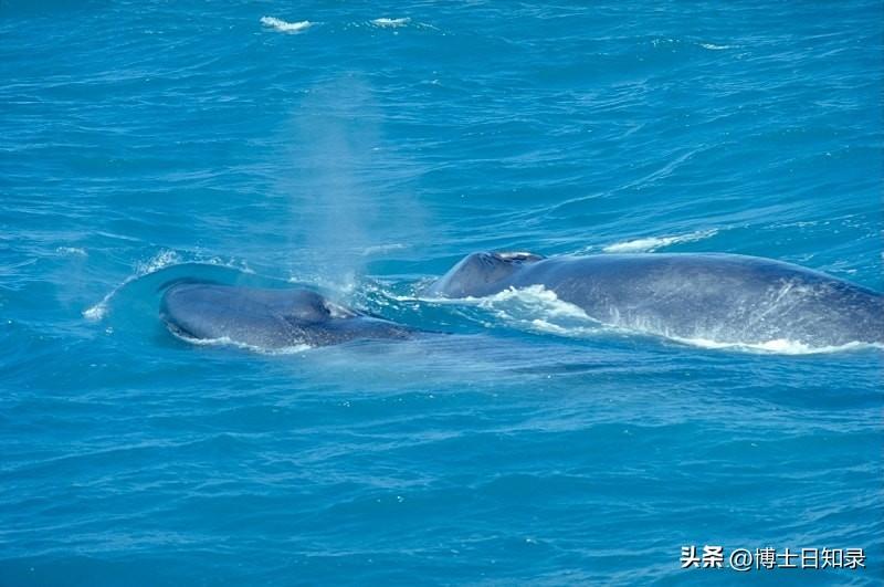 最大的生物前十名排行榜（世界上最大的 10 种动物）