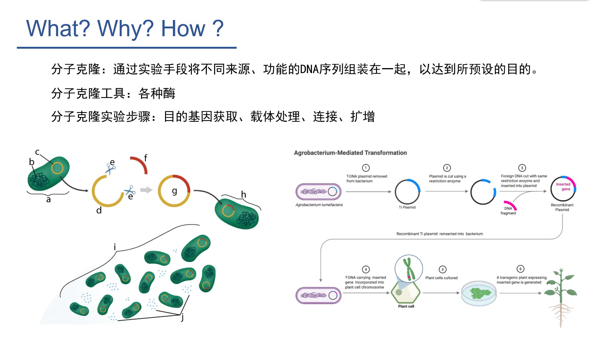 cdna是什么意思（关于分子克隆，你了解多少呢）