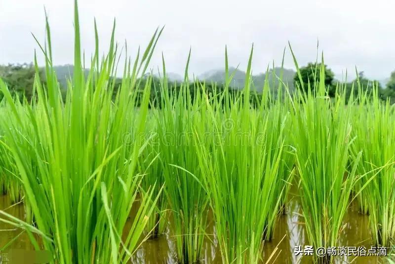 下雨的俗语有哪些呢（小暑节气，降雨有什么预兆？）