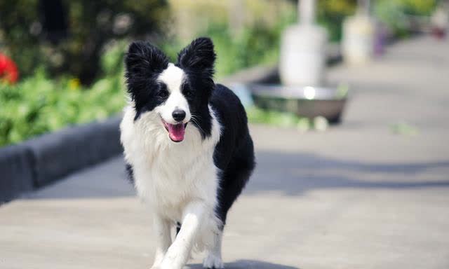 大型犬品种大全（狗界最值得养的5种大型犬）