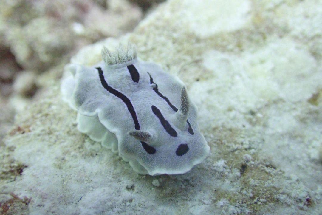 海兔子是什么动物（海兔：深海底层奇异生物的探秘）